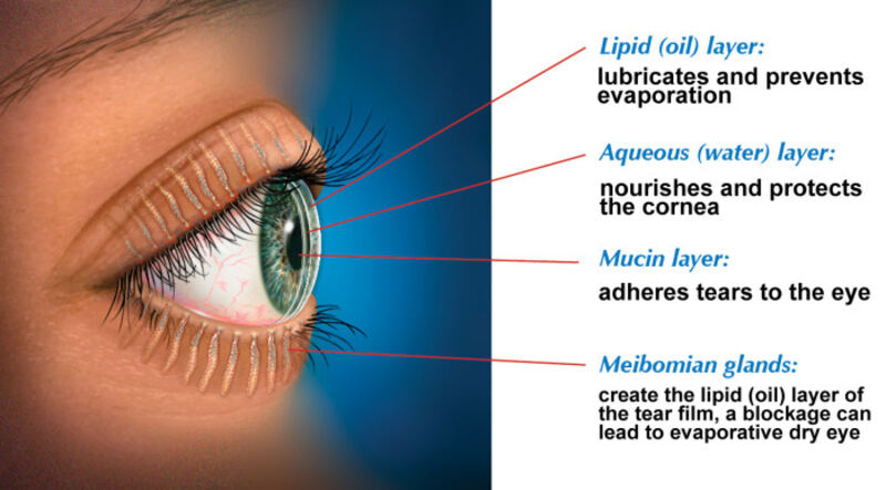 Tear film layers and meibomian glands, described below